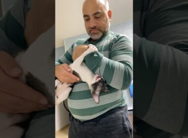 Chomusuke the wild tiger 🐯 #cat #funny #shorts