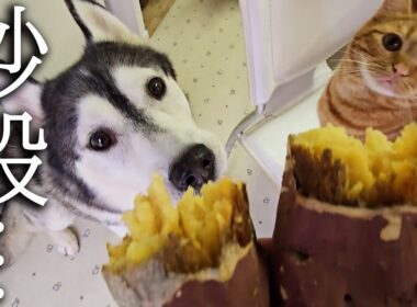 生まれて初めて焼き芋を食べた子猫と犬の様子がこちらです...
