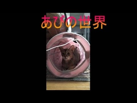ネコ動画あび＃5389　あびの毎日　アビシニアン　あび