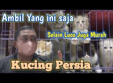 Harga Kucing Terbaru Minggu ini ❗Kalian Bisa pilih Dan Adopsi