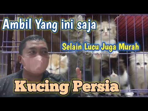 Harga Kucing Terbaru Minggu ini ❗Kalian Bisa pilih Dan Adopsi