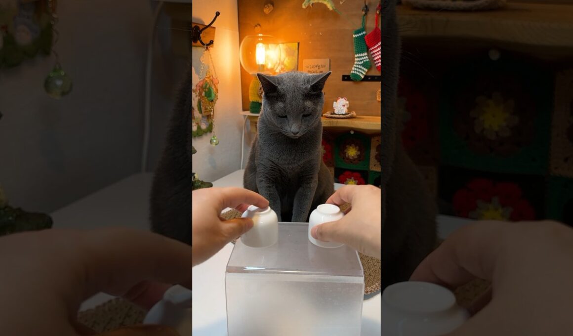 고양이의 0.5초 느린 깨달음!