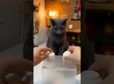 고양이의 0.5초 느린 깨달음!