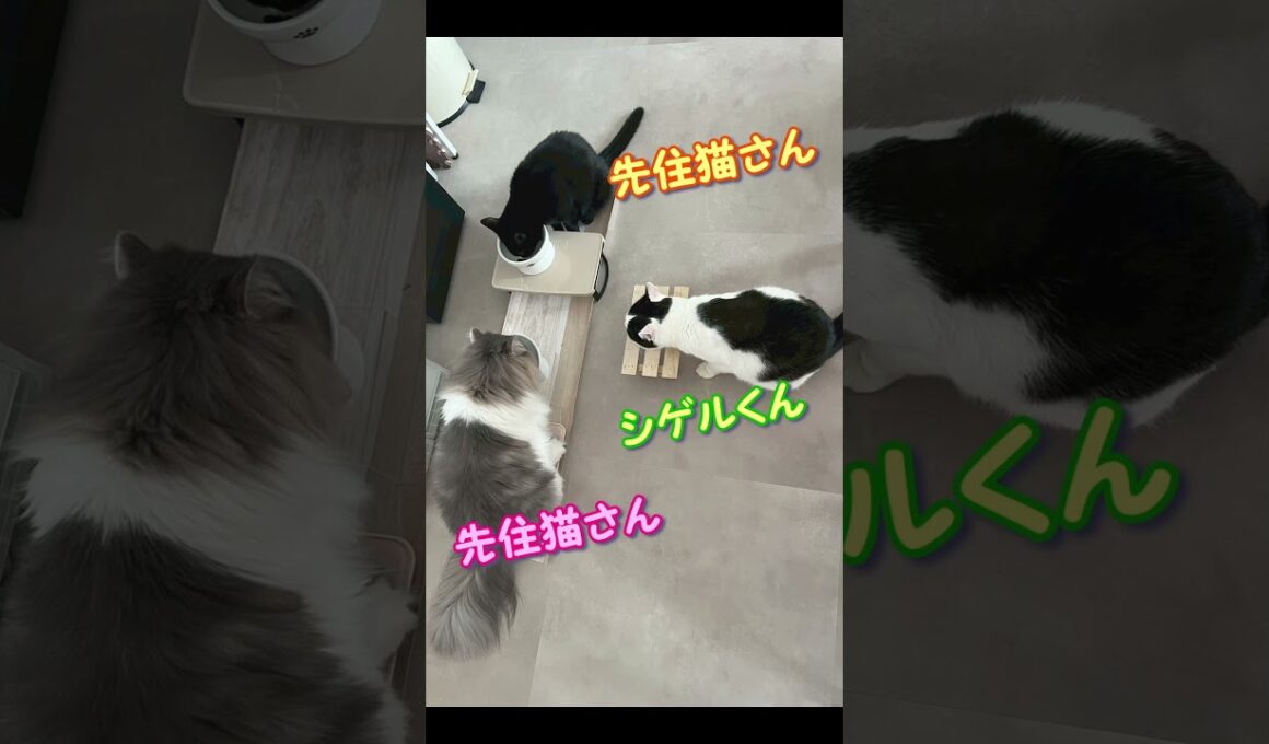【保護猫カフェ】シゲルくん卒業💐 ♯shorts