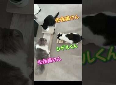 【保護猫カフェ】シゲルくん卒業💐 ♯shorts