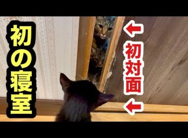 初めての寝室で初対面の子猫と先住猫の反応がこうなりました