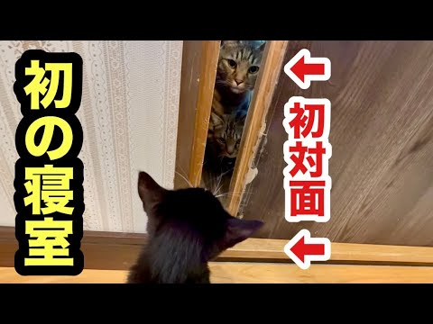 初めての寝室で初対面の子猫と先住猫の反応がこうなりました