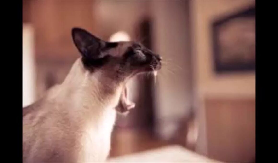 シャム猫が飼いたくなるムービー