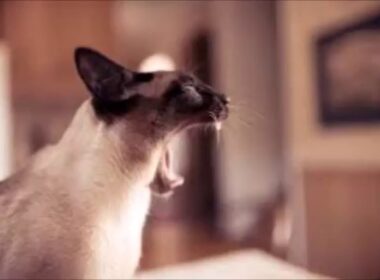 シャム猫が飼いたくなるムービー