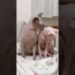 仲良し兄妹猫のスルタンとアレクサンドラ【スフィンクス】
