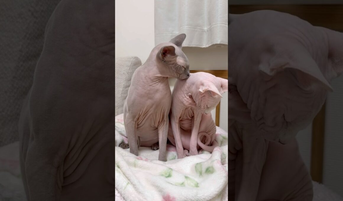 仲良し兄妹猫のスルタンとアレクサンドラ【スフィンクス】