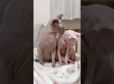 仲良し兄妹猫のスルタンとアレクサンドラ【スフィンクス】