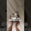 ついに発情期が来ちゃいました#子ネコ #cat #猫のいる暮らし #好きな子猫 #ねこのいる生活 #シンガプーラ
