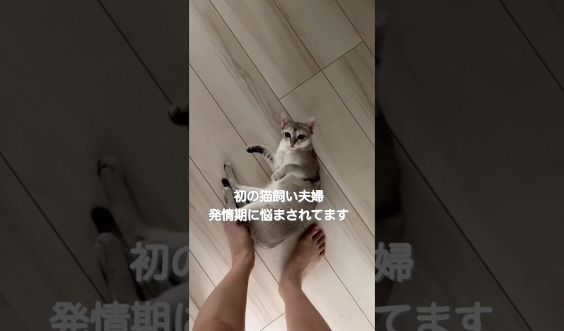 ついに発情期が来ちゃいました#子ネコ #cat #猫のいる暮らし #好きな子猫 #ねこのいる生活 #シンガプーラ