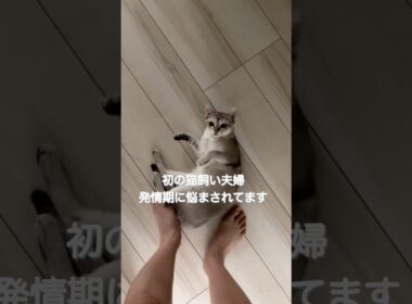 ついに発情期が来ちゃいました#子ネコ #cat #猫のいる暮らし #好きな子猫 #ねこのいる生活 #シンガプーラ