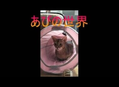 ネコ動画あび＃5394　あびの毎日　アビシニアン　あび