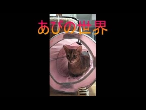 ネコ動画あび＃5394　あびの毎日　アビシニアン　あび