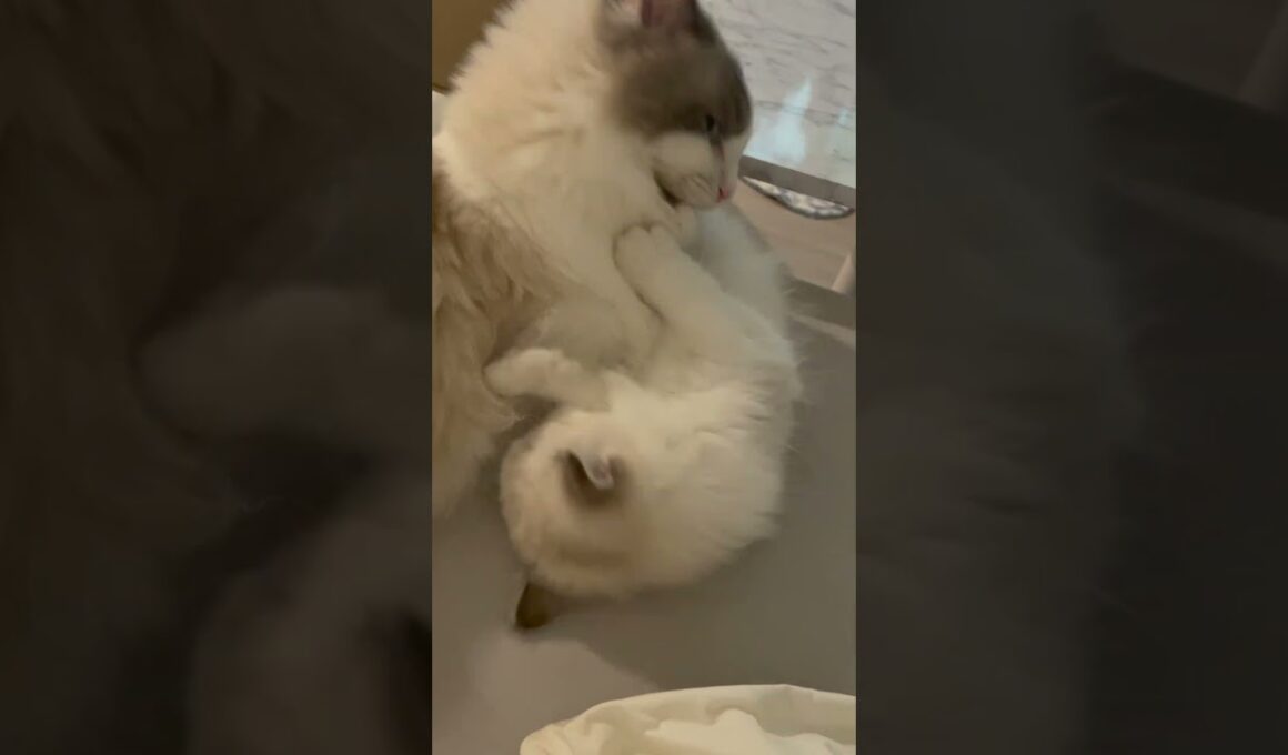 【ととねこvlog.13】PM07:00 仲良いのか悪いのかどっちなの？ #vlog #ととねこ #ラグドール #猫