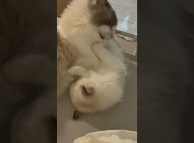 【ととねこvlog.13】PM07:00 仲良いのか悪いのかどっちなの？ #vlog #ととねこ #ラグドール #猫