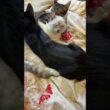 シャムの子ネコ雫。キジシロのルル、黒猫の黒夢に、グチャグチャにされまくるw
