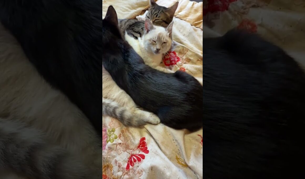 シャムの子ネコ雫。キジシロのルル、黒猫の黒夢に、グチャグチャにされまくるw