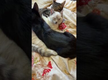 シャムの子ネコ雫。キジシロのルル、黒猫の黒夢に、グチャグチャにされまくるw