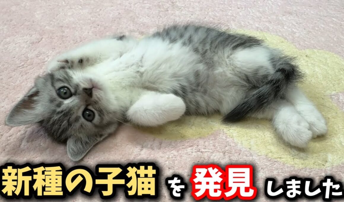 この子猫は動きが変な新種の猫でした
