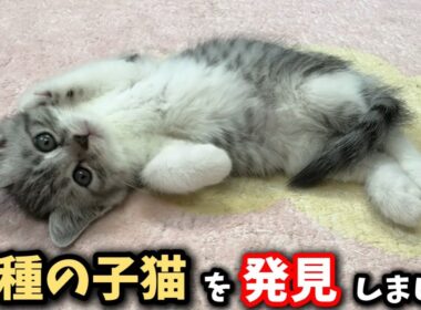 この子猫は動きが変な新種の猫でした