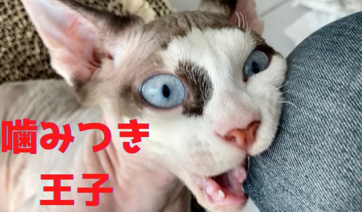 82:スフィンクス猫が噛み付いたらこんな顔になります