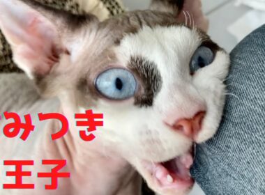 82:スフィンクス猫が噛み付いたらこんな顔になります