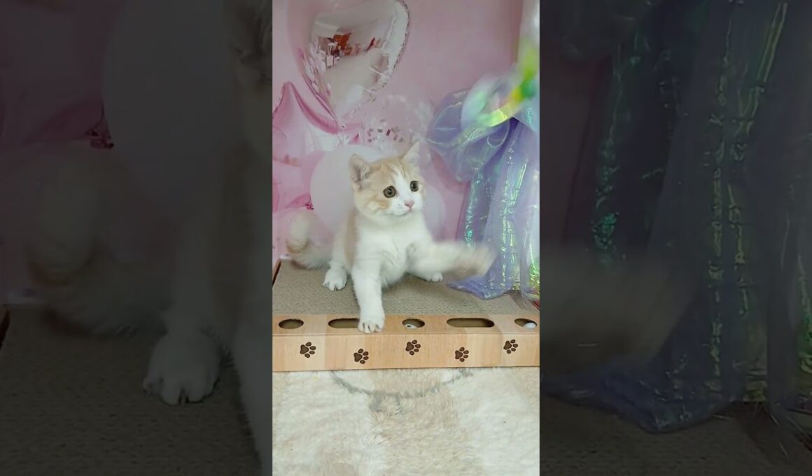 【ご家族様募集中】長足マンチカン男の子♡ #cat #かわいい子猫 #kitten #子猫 #cute #子猫ブリーダー #短足マンチカン #短足ミヌエット #子ネコ #子猫 #好きな子猫