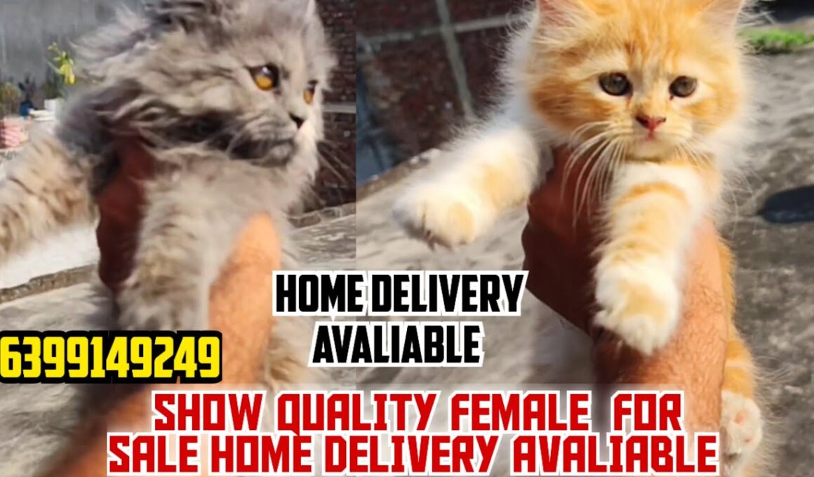 😍TRIPLE COAT FEMALE SHOW QUALITY FOR SALE • PERSIAN CAT FOR SALE • HOME DELIVERY AVALIABLE