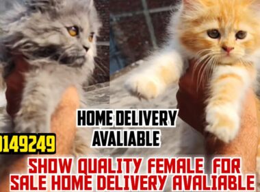 😍TRIPLE COAT FEMALE SHOW QUALITY FOR SALE • PERSIAN CAT FOR SALE • HOME DELIVERY AVALIABLE