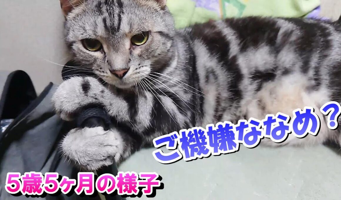 ５歳５ヶ月の様子！ご機嫌ななめ？（アメリカンショートヘア）