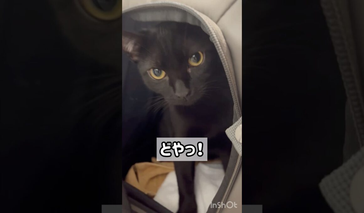 新しい遊びを発明する黒猫ボンベイ　#子猫 #cat #bombay #猫のいる暮らし #ねこ動画 #ねこのいる生活 #ねこ #猫 #かわいい #癒やし #おもちゃ
