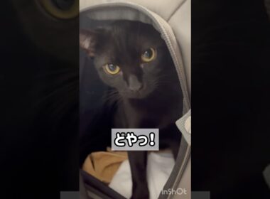 新しい遊びを発明する黒猫ボンベイ　#子猫 #cat #bombay #猫のいる暮らし #ねこ動画 #ねこのいる生活 #ねこ #猫 #かわいい #癒やし #おもちゃ