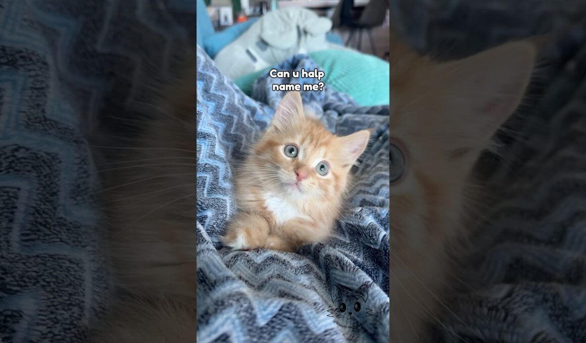 What’s his name 🐈🥹⁉️