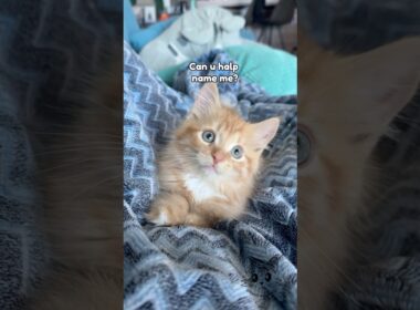 What’s his name 🐈🥹⁉️