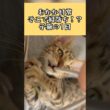 そこで寝落ち！？スフィンクスポーズもする子猫の1日【おかかの日常】#cat