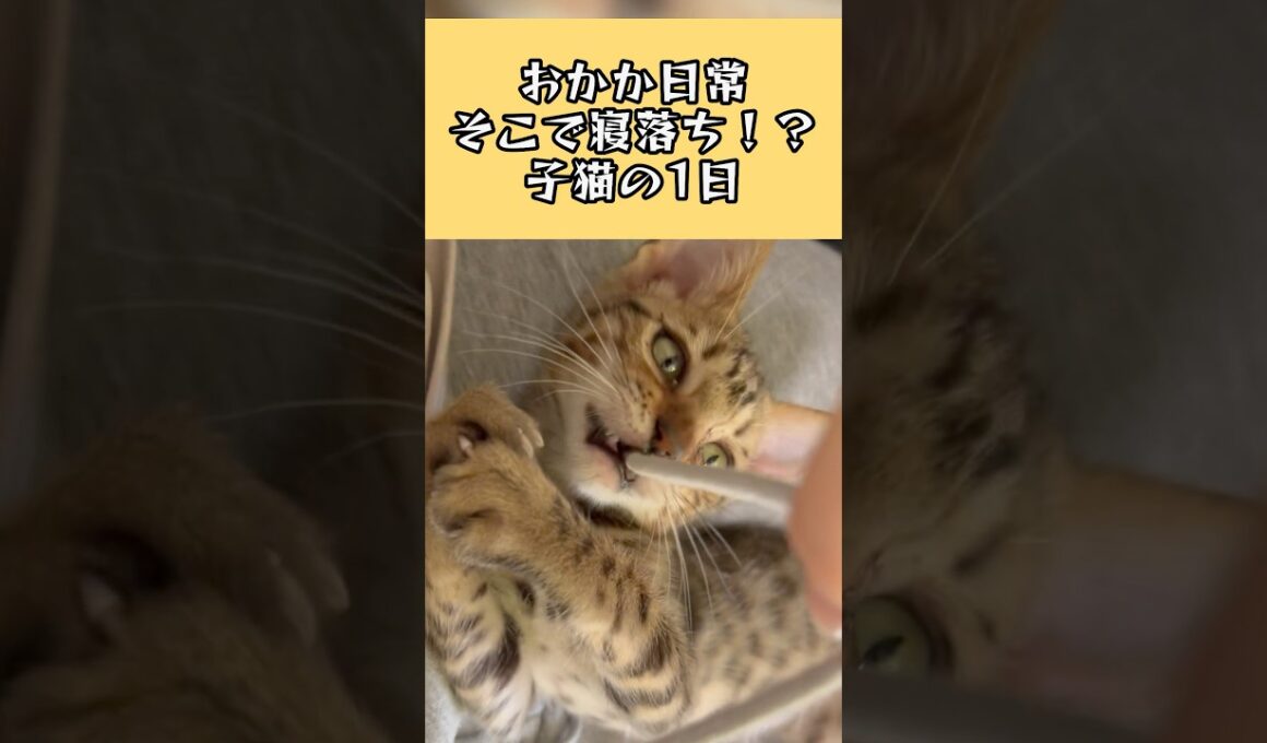 そこで寝落ち！？スフィンクスポーズもする子猫の1日【おかかの日常】#cat