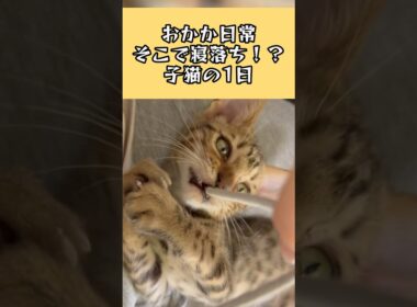 そこで寝落ち！？スフィンクスポーズもする子猫の1日【おかかの日常】#cat