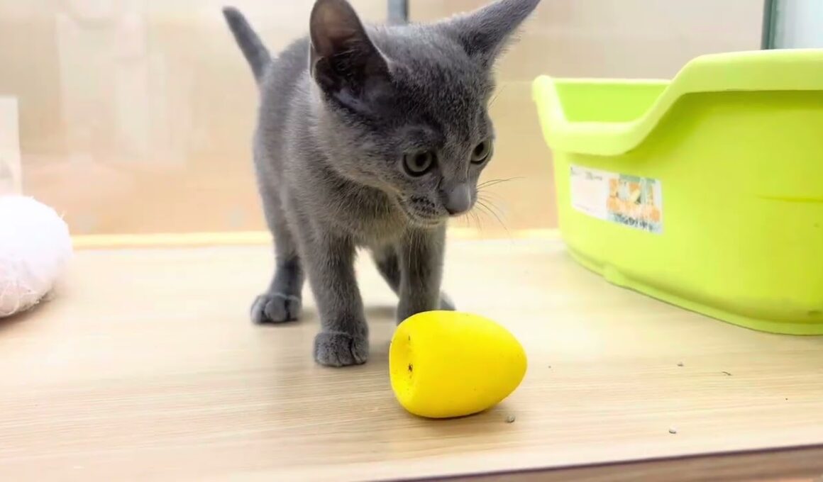 【ロシアンブルー】小顔に大きな瞳が可愛いおんあのこえ