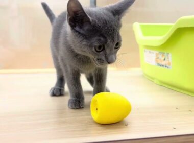 【ロシアンブルー】小顔に大きな瞳が可愛いおんあのこえ