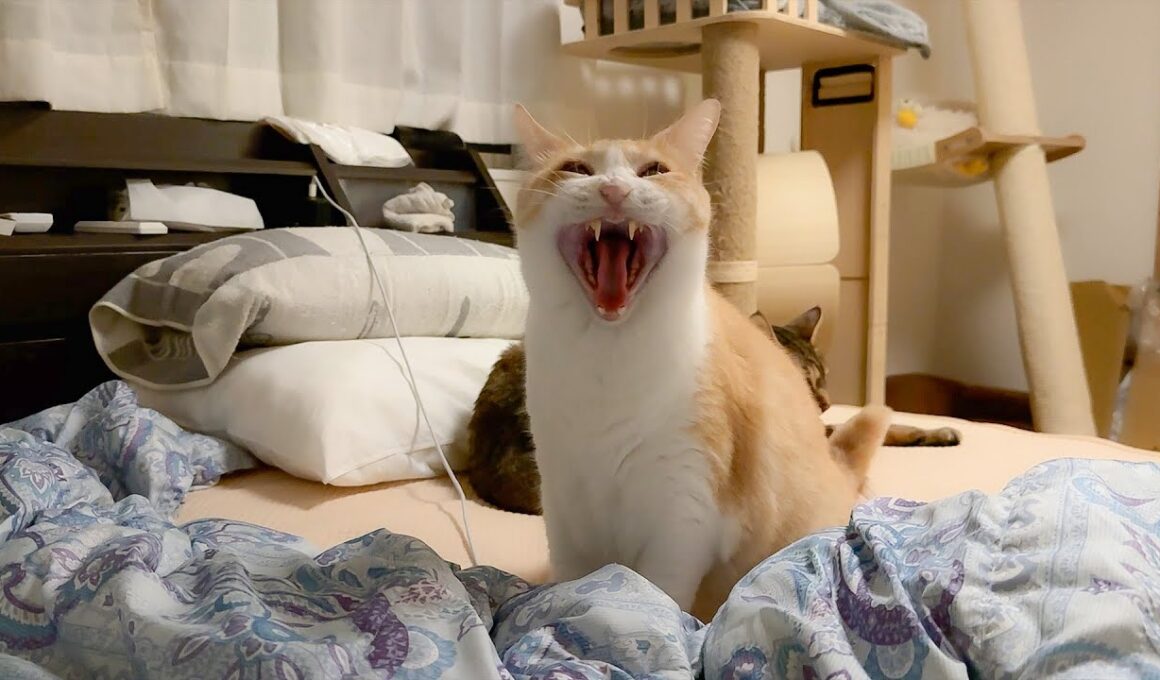 夜中にロビンに起こされました。