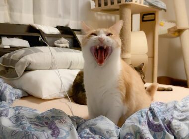 夜中にロビンに起こされました。