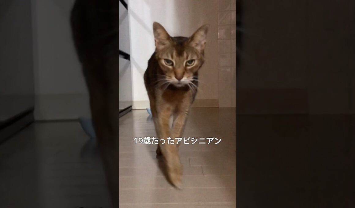 19歳だったアビシニアン猫 #shorts #アビシニアン #cat #猫