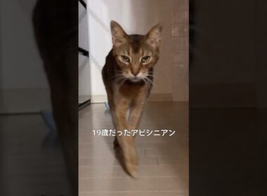 19歳だったアビシニアン猫 #shorts #アビシニアン #cat #猫