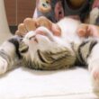 次男のマッサージが気持ち良すぎて昇天しちゃう子猫がこちらです...笑
