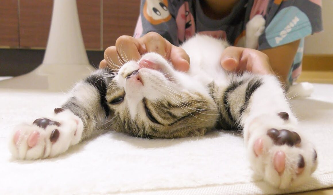 次男のマッサージが気持ち良すぎて昇天しちゃう子猫がこちらです...笑