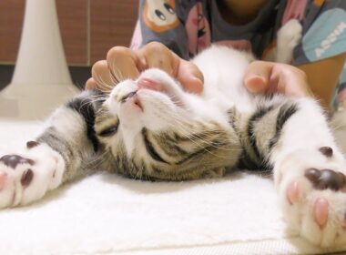 次男のマッサージが気持ち良すぎて昇天しちゃう子猫がこちらです...笑